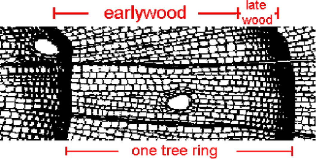 conifer tree ring