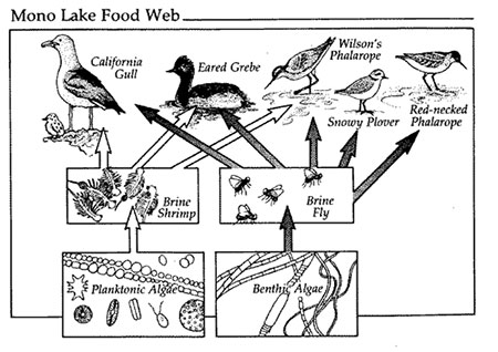 food web